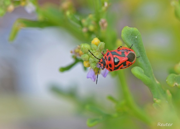 Schwarzrückige Gemüsewanze (Eurydema ornata)